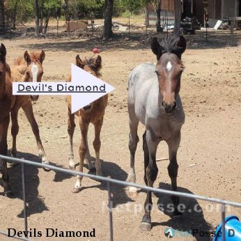 Devils Diamond 